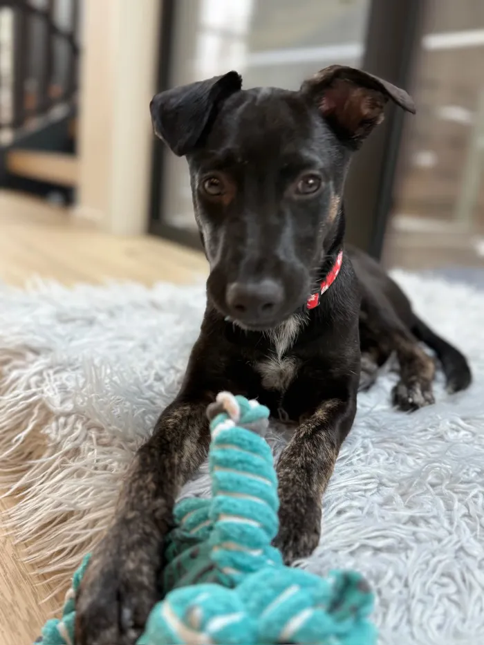 Frida, my puppy
